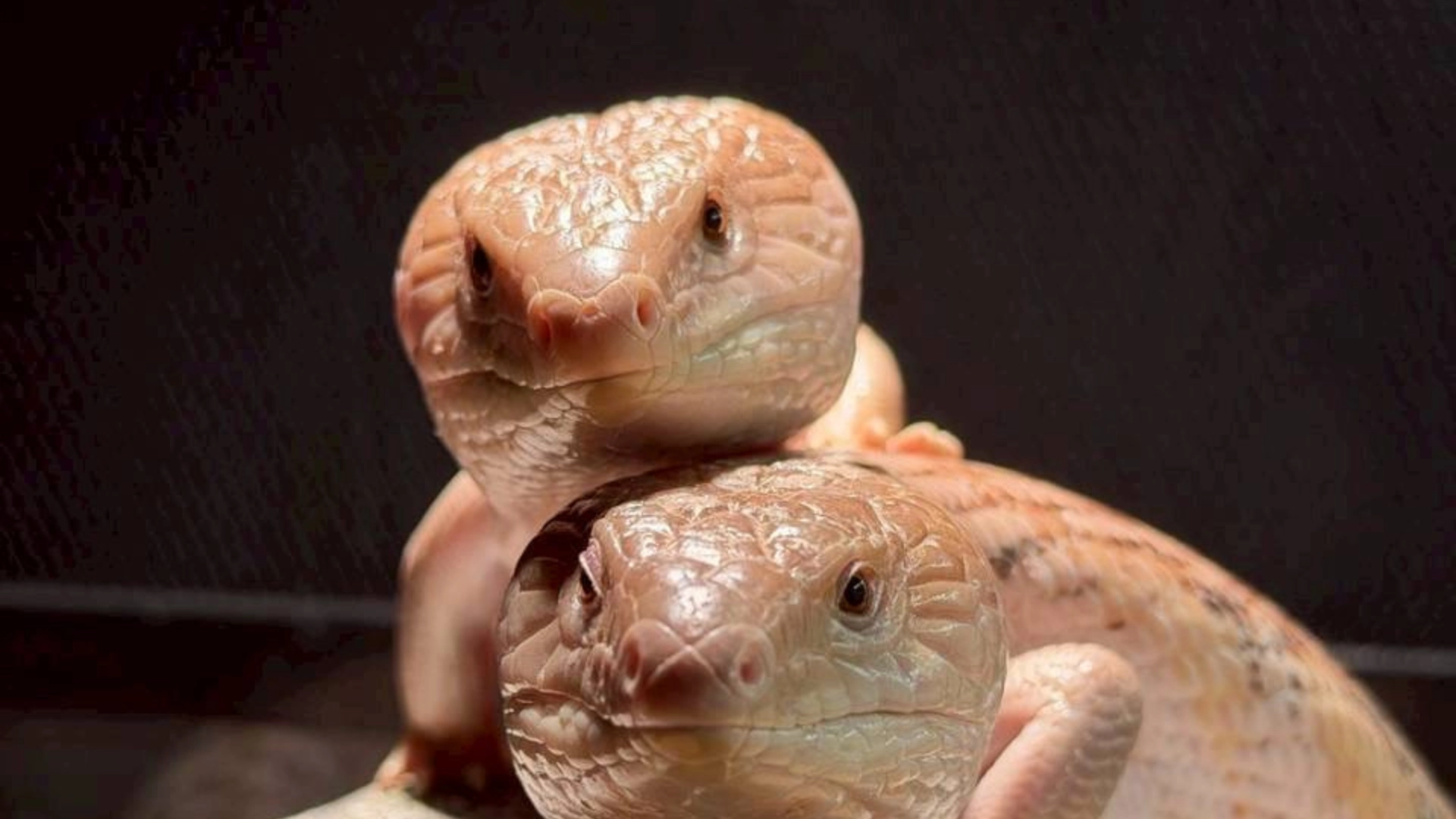 Home 燈塔爬寵,高雄在地人氣爬蟲寵物店,藍舌石龍子,多種蜥蜴品種,蜥蜴餌料、蜥蜴飼養、爬蟲缸、蜥蜴飼養教學。