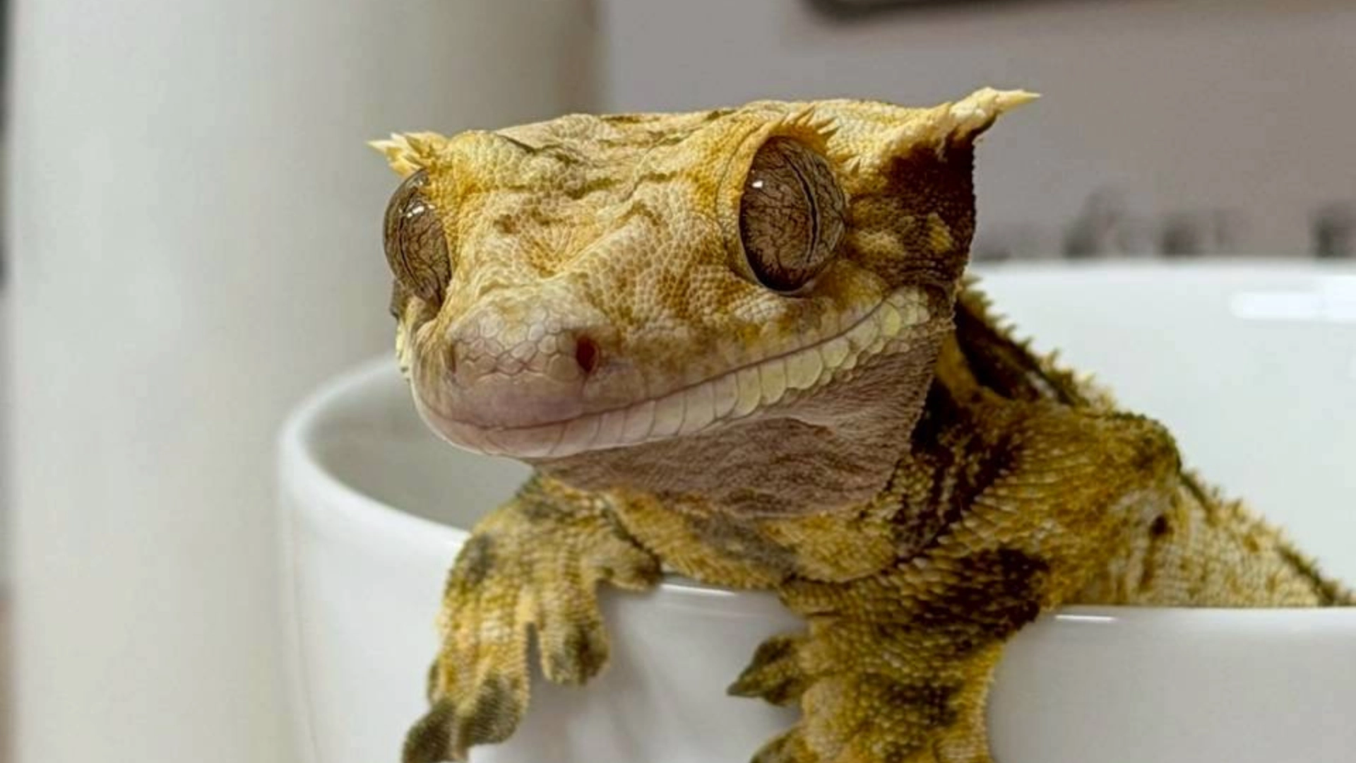 Home 燈塔爬寵,高雄在地爬蟲寵物專門店,豹紋守宮(Crested Gecko),守宮餌料、守宮飼養箱、守宮從零開始養。