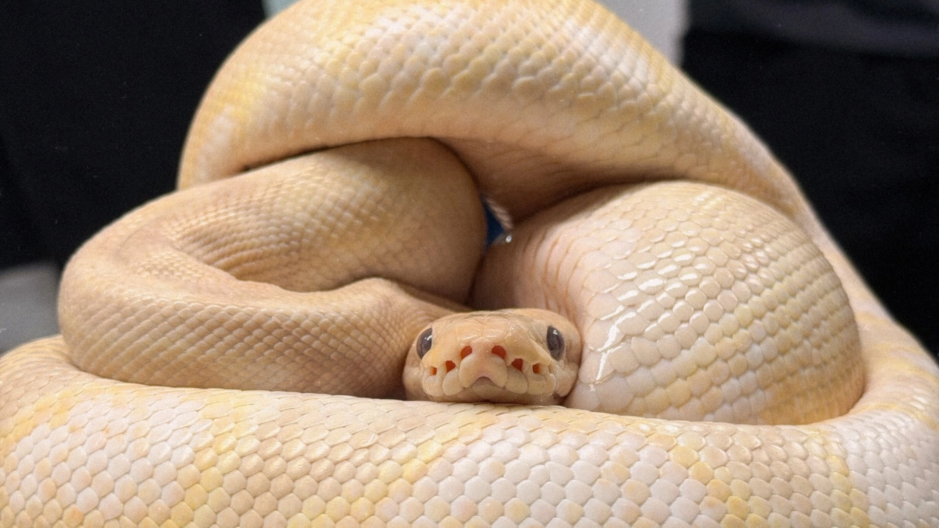 Home 燈塔爬寵,人氣的高雄在地爬蟲寵物店,多種球蟒品種,球蟒餌料、球蟒飼養、爬蟲缸、球蟒飼養教學。