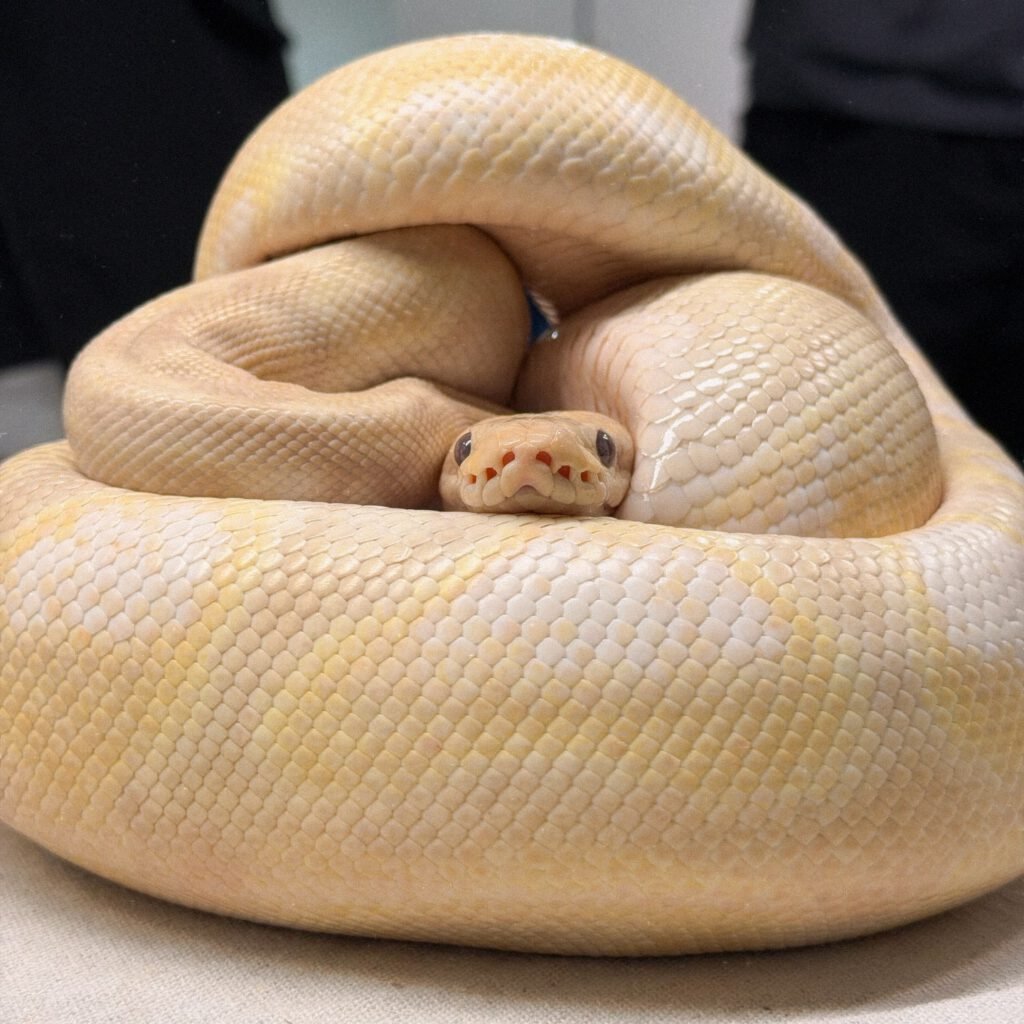 燈塔爬寵，人氣的高雄在地爬蟲寵物店，多種球蟒品種，球蟒餌料、球蟒飼養、爬蟲缸、球蟒飼養教學。