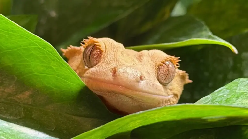 燈塔爬寵，高雄在地人氣爬蟲寵物店，這隻鬣蜥多可愛！多種鬣蜥品種，鬣蜥餌料、鬣蜥飼養、爬蟲缸、蜥蜴飼養教學。