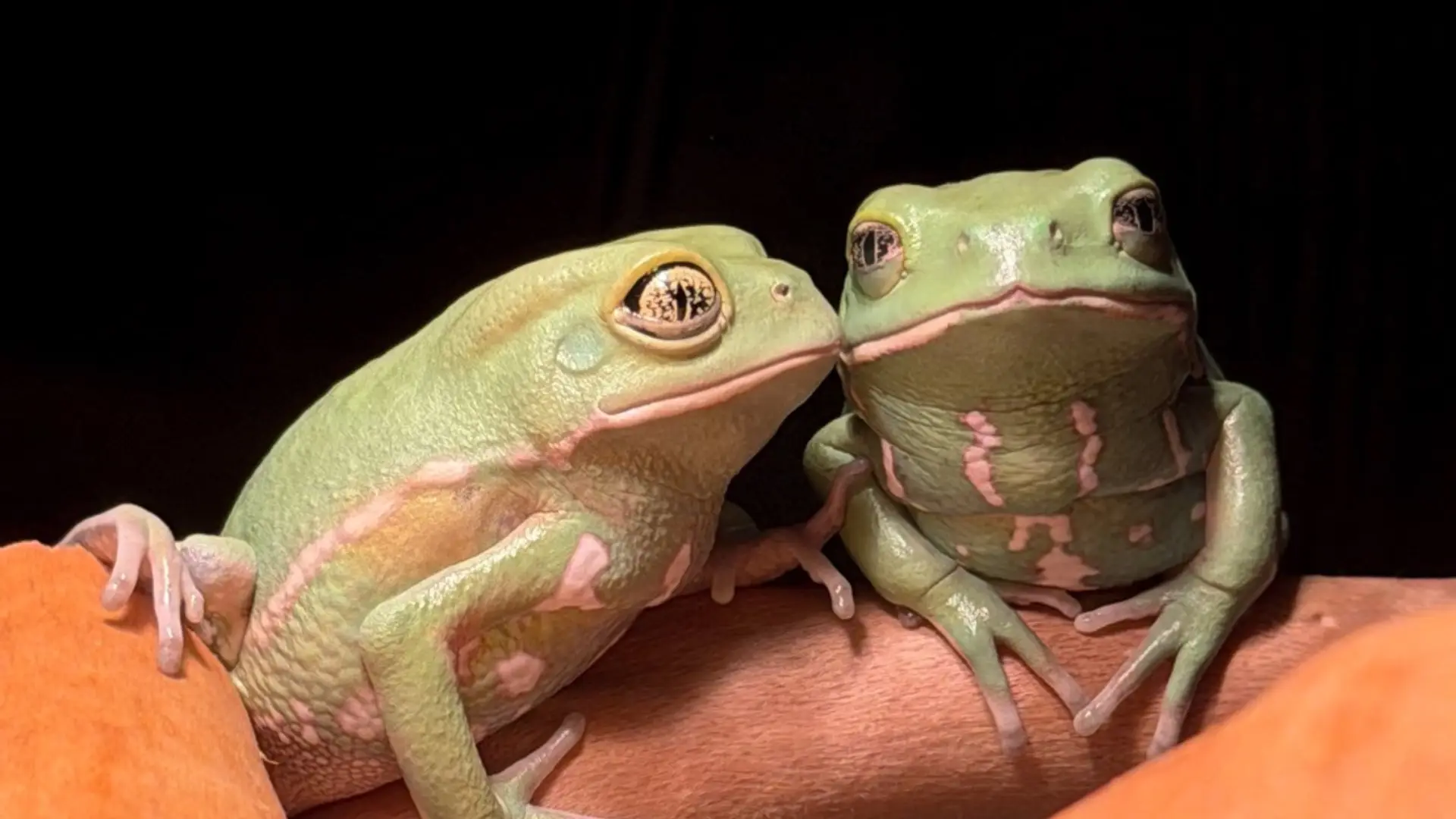 Home 燈塔爬寵,高雄在地人氣爬蟲寵物店,可愛的樹蛙,多種兩棲蛙類品種,兩棲餌料、兩棲飼養、爬蟲缸、兩棲飼養教學。