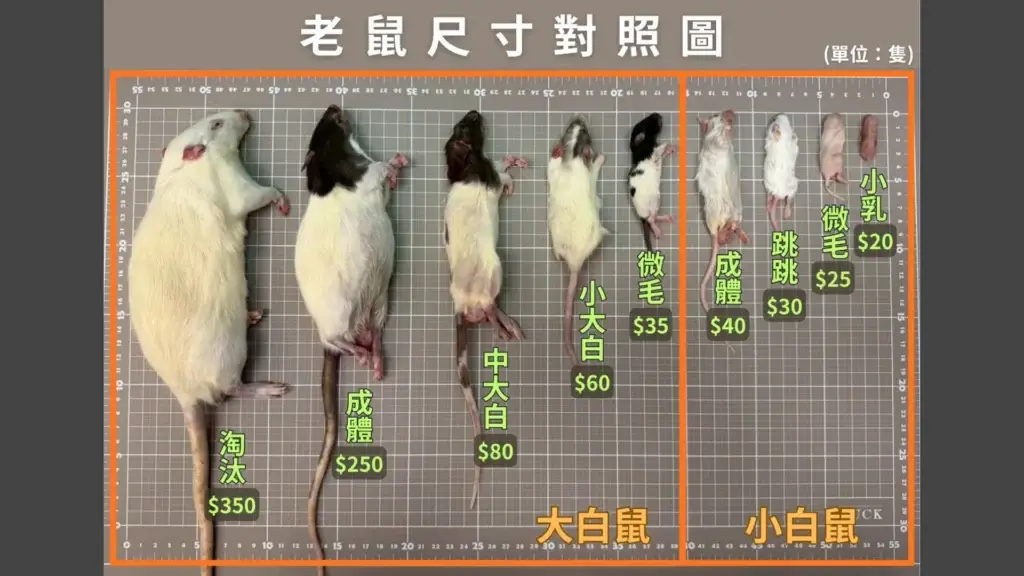 高品質爬寵餌料，大小白鼠。高雄爬蟲寵物店：燈塔爬寵，您的在地最佳選擇。