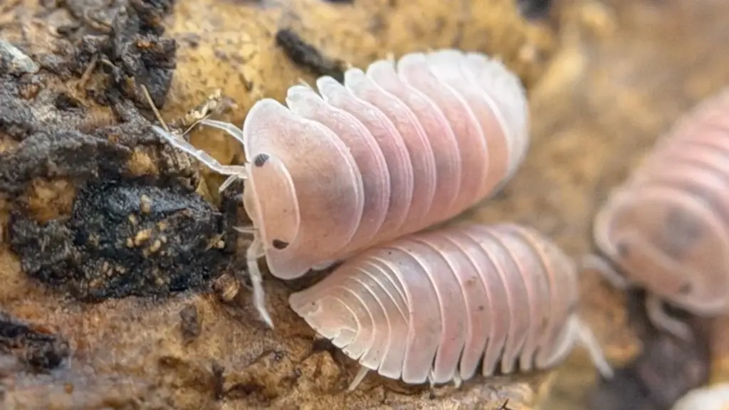 燈塔爬寵，高雄在地的人氣爬蟲寵物專門店，可愛的櫻花鼠婦，豐富的節肢動物好朋友等您來相遇。