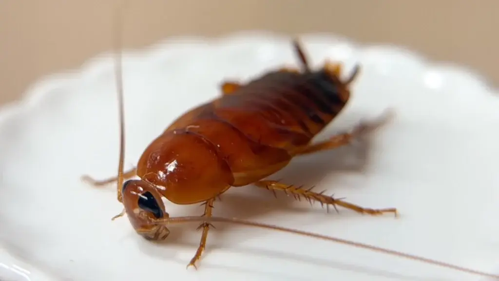 優質爬寵餌料，櫻桃紅蟑，高雄在地爬寵寵物店：燈塔爬寵