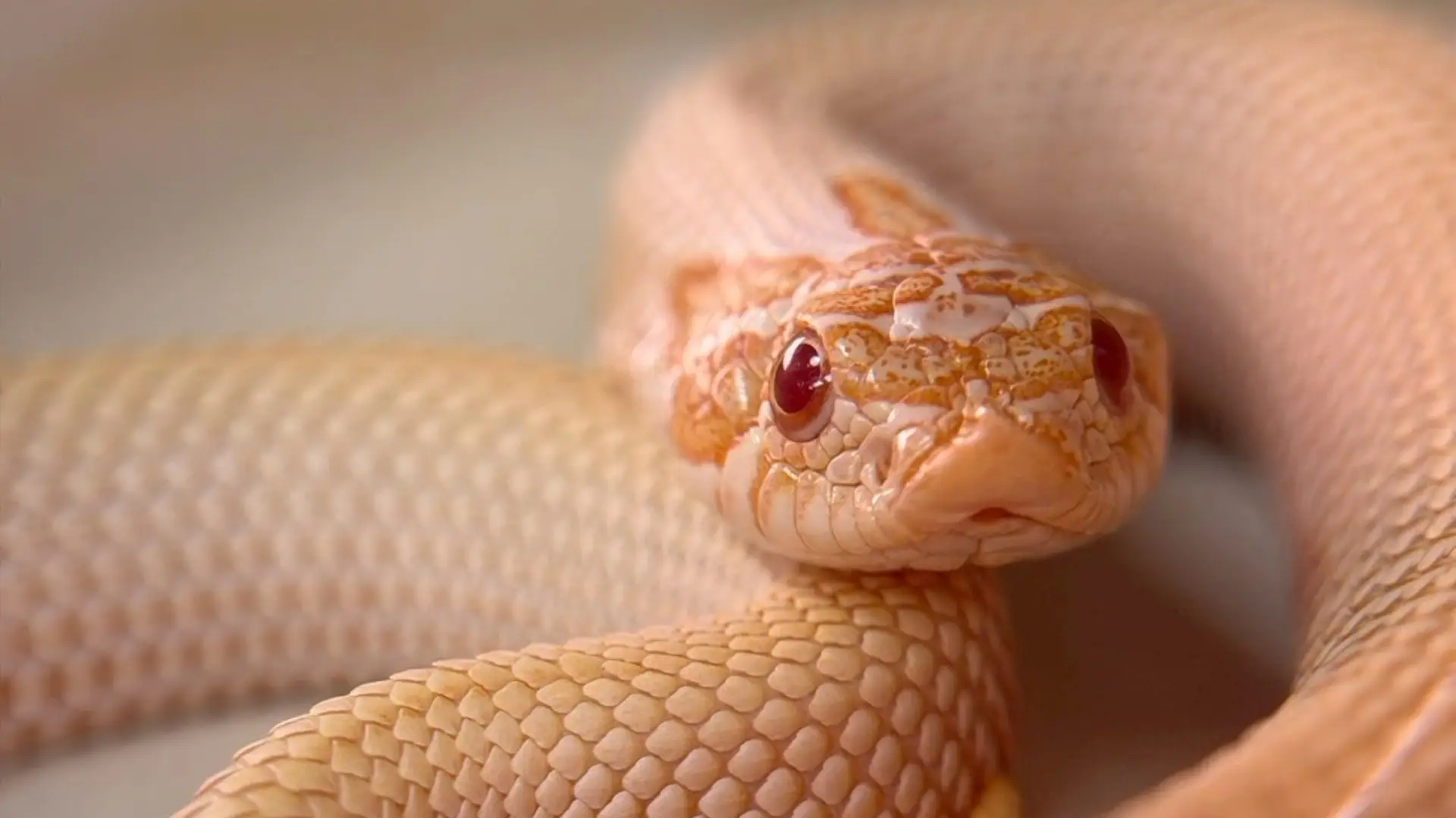 Home 燈塔爬寵,高雄人氣的在地爬蟲寵物專門店店,可愛的白化玉米蛇!多種蛇類品種,蛇類餌料、蛇類飼養、爬蟲缸、蛇類飼養教學。