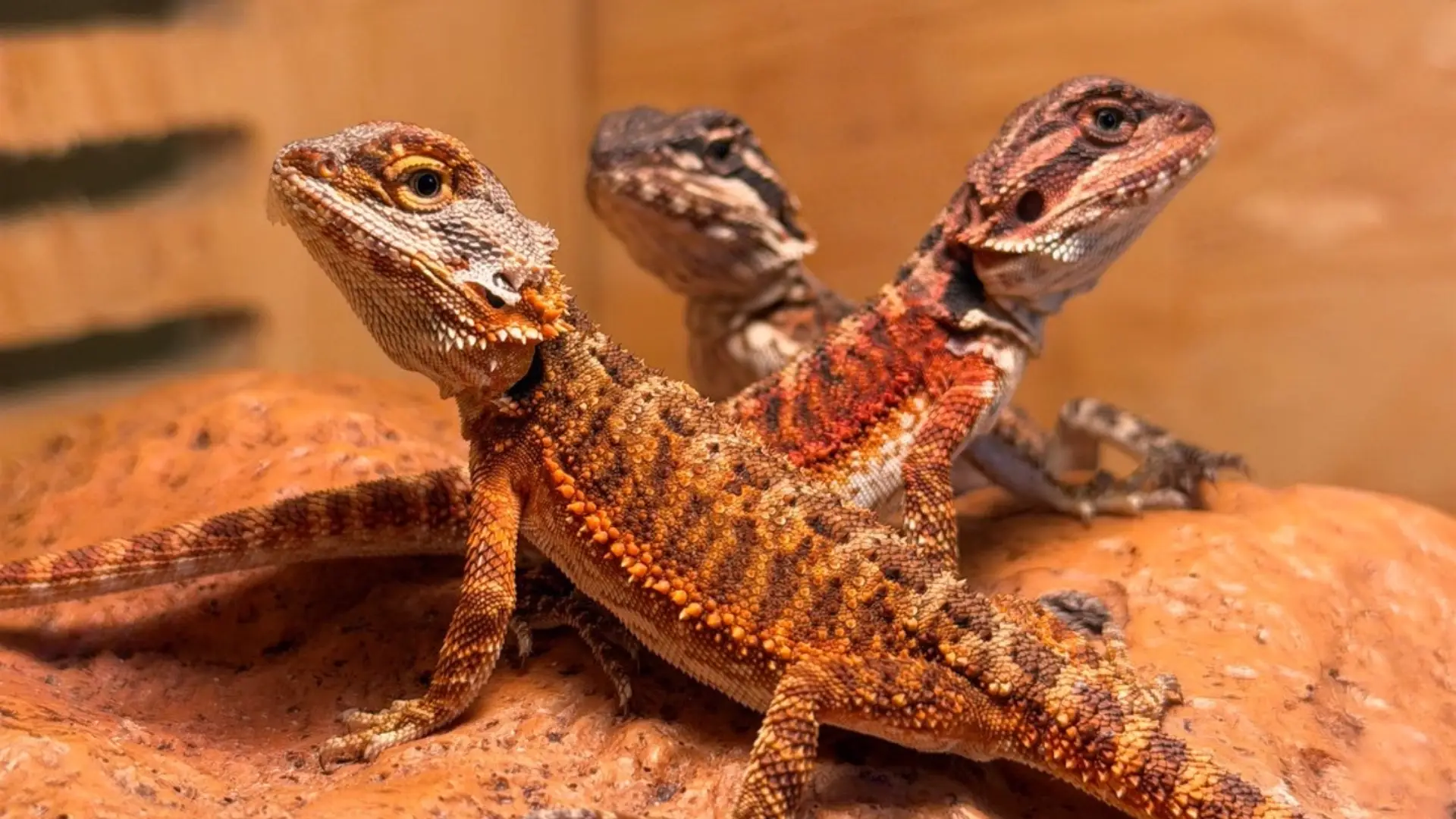 Home 燈塔爬寵,高雄在地人氣爬蟲寵物店,多種蜥蜴品種,蜥蜴餌料、蜥蜴飼養、爬蟲缸、蜥蜴飼養教學。