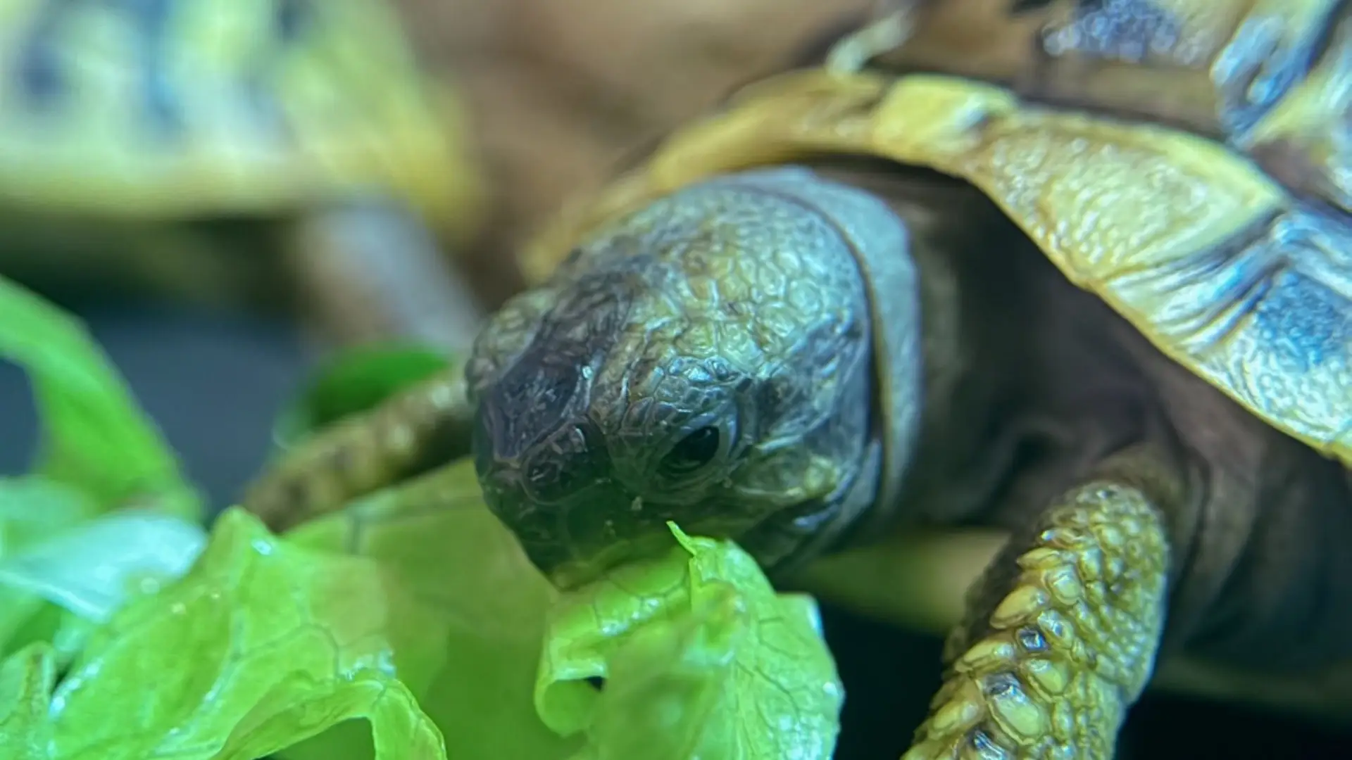 Home 燈塔爬寵,高雄在地爬蟲寵物專門店,多種可愛陸龜等您飼養,陸龜(Radiated Tortoise),陸龜飼養教學、陸龜飼養箱、陸龜餌料。