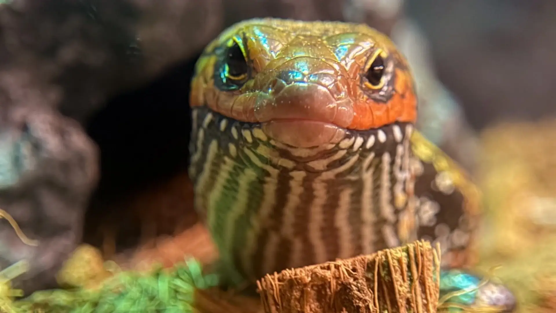Home snake, vivarium, reptile, animal, colors, nature, brown, white