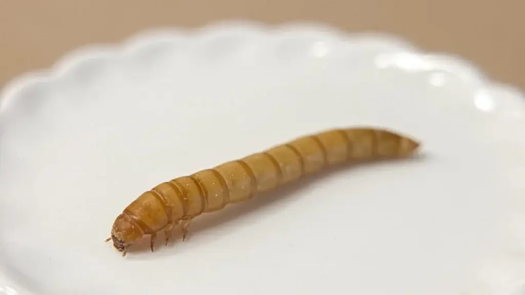 優質爬寵餌料，麵包蟲，燈塔爬寵