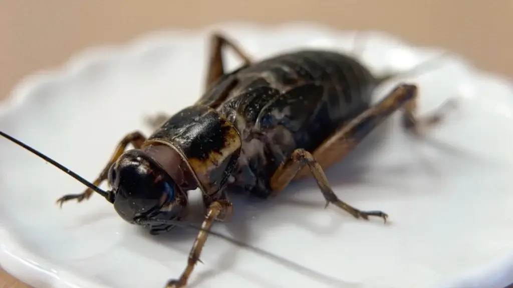 優質餌料黑蟋蟀