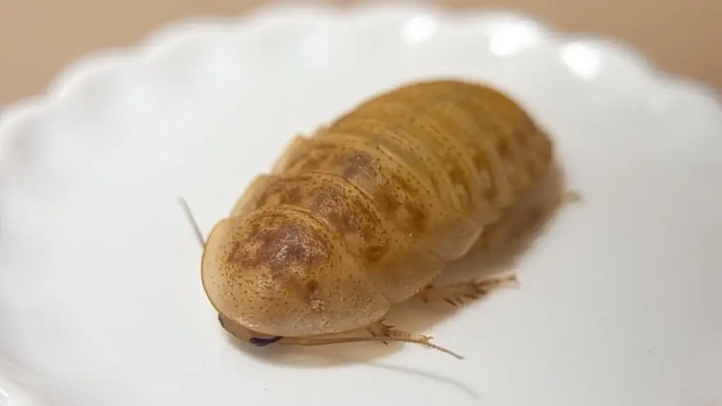 優質爬寵餌料，燈塔爬寵，杜比亞蟑螂，高CP值餌料