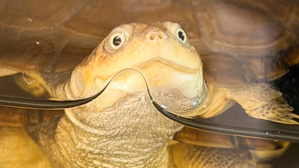 燈塔爬寵，高雄在地爬蟲寵物專門店，多種可愛水龜等您飼養，水龜飼養教學、水龜飼養箱、水龜餌料。