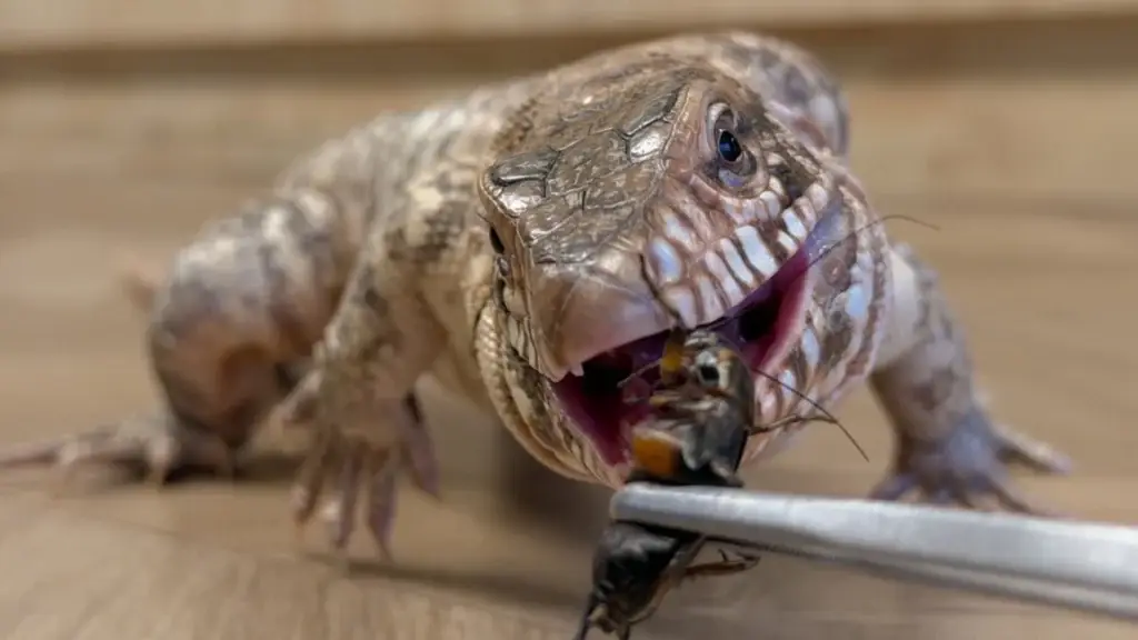 燈塔爬寵LIGHTHOUSE店內空間，「燈塔」象徵著每個生命都能在這裡找到他的避風港！ 高雄在地的人氣爬蟲寵物店，各式各樣的營養餌料，讓爬寵安心長大～