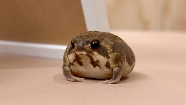 首頁 燈塔爬寵,高雄在地最專業的爬蟲寵物店- 非洲矮蛙(African Bullfrog),可愛的寵物蛙,寵物蛙飼養。