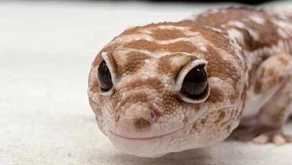 首頁 燈塔爬寵,高雄在地的人氣爬蟲寵物專門店,豹紋守宮(Crested Gecko),守宮餌料、守宮飼養箱、守宮從零開始養。